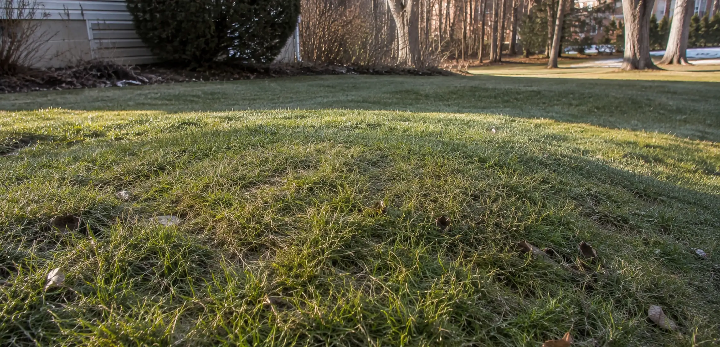 Septic tank access riser and drain field in a grassy residential backyard